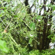 雨の雫