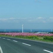 コスモスと風車