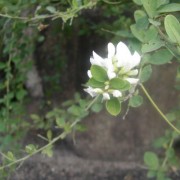 白萩の残花