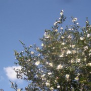 山茶花の空