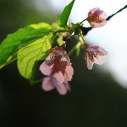 名残の冬桜