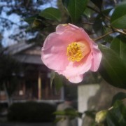 西條神社の椿