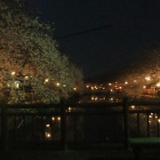 ひょうたん池の夜桜