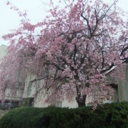 雨の枝垂桜