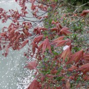 花楓に花びら