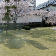 枝垂れ桜が観られた！