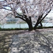 さくら樹影