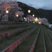 夜桜