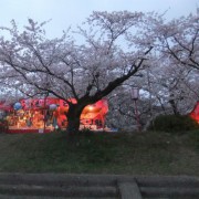 夜桜と言えば露天