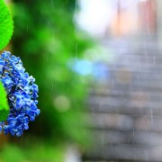 雨のアジサイ