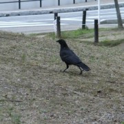 美術館前のカラス