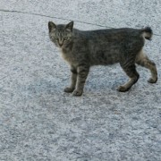 声を掛けると立ち止まった猫ちゃん