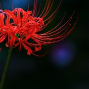 彼岸花　今年の初花