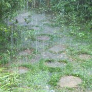 雨樋が役に立たない