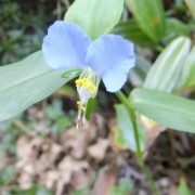 つゆ草の初花