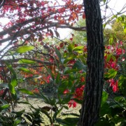 錦木の紅葉