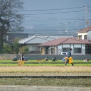 七草採り