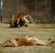 昼寝中のカンガルー