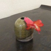 咲いたシャコバサボテンの花