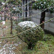 雪の雫