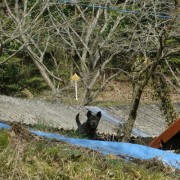 ガニーはここに居る