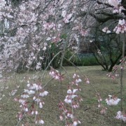 枝垂れ桜