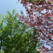 楓と桜