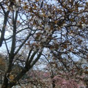 「だんだん市」の桜