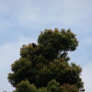 石鎚山成就のカラス