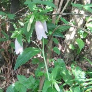 白花のホタルブクロ