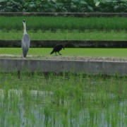 やあ、カラスさん