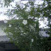 涼しげな白花木槿
