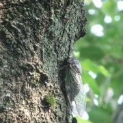 桜の樹にクマゼミ