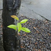 雨に濡れて