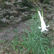 タカサゴユリ初花