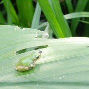 ペンキ塗りたてカエル