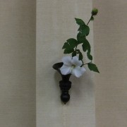 白花の木槿