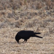 karasu