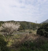 mura