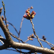 sakura1