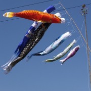 koinobori2