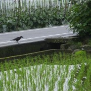 karasu