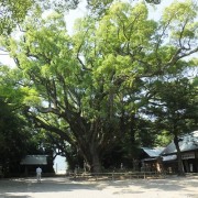 oogusu