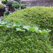 sankirai