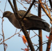 hato1