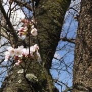 sakura