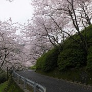 sakura4