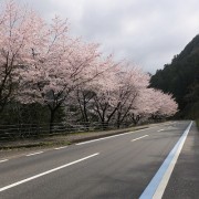 hatinokawa