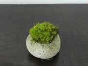 kokedama