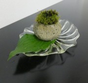 kokedama29